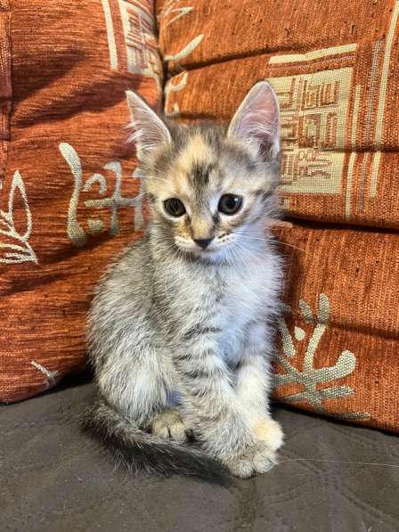 Отдам котят в добрые руки в Томске фото 4