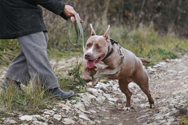 Молодая питбуль Бежа в дар в Москве фото 6