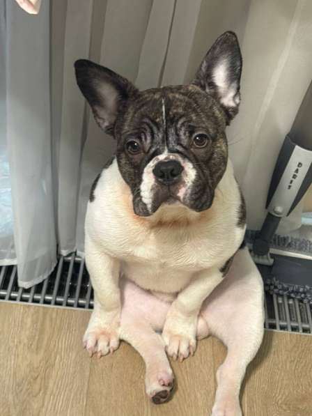 Французский бульдог в Москве фото 3