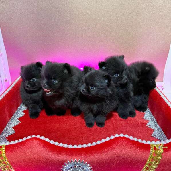 Щенки померанского шпица в Москве фото 9