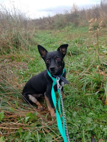 Маленький трогательный пёсик в Санкт-Петербурге фото 6