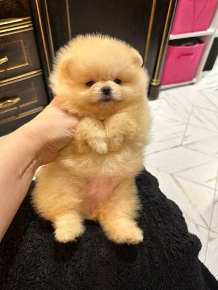 Pomeranski Mini Shpic Pomeranian Spitz Померанские Мини шпиц в фото 21