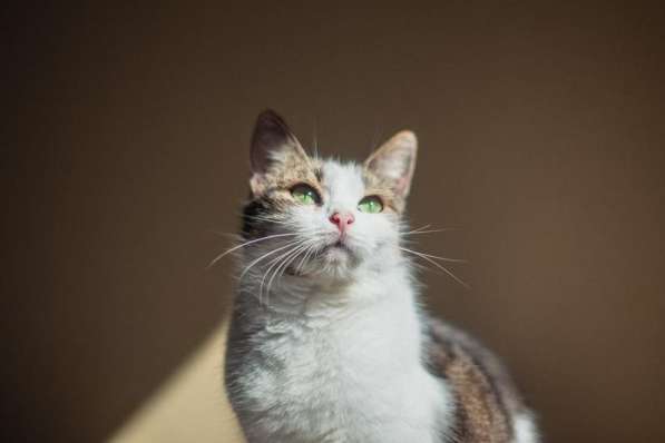 Очаровательная Ария ищет дом в Москве фото 5