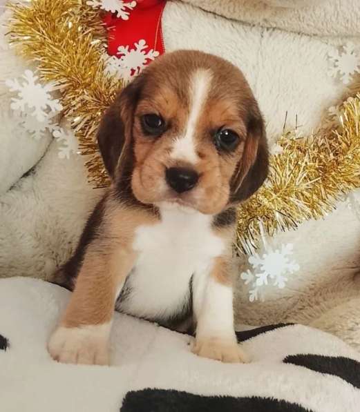 Бигль в Уссурийске фото 3