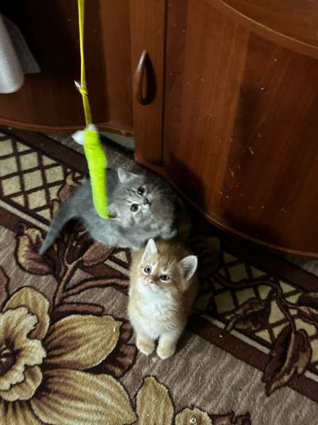 Отдам в добрые руки