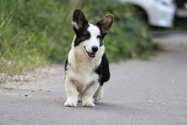 Вельш корги кардиган-мальчик в Москве фото 5