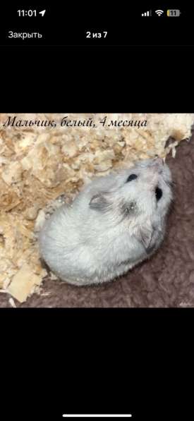 Сирийские и джунгарские хомяки с клетками в Москве фото 7