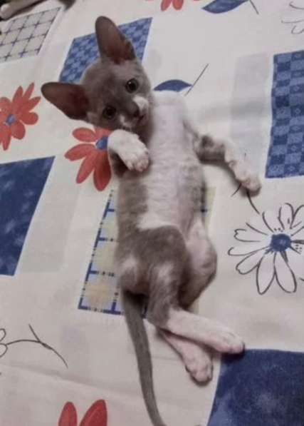 Котята Корниш-рекс в Москве фото 7