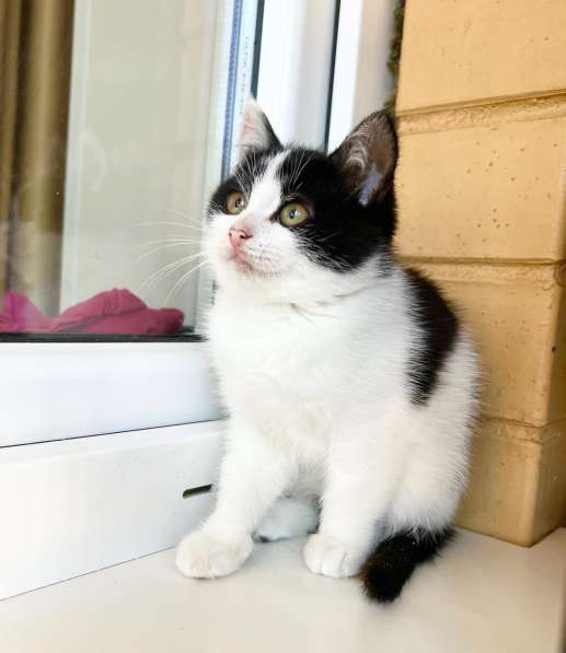 Котенок Мультик в самые добрые руки в Москве фото 7