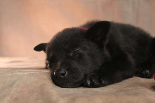 Малюсенькие красивые щеночки ищут дом в Санкт-Петербурге фото 3