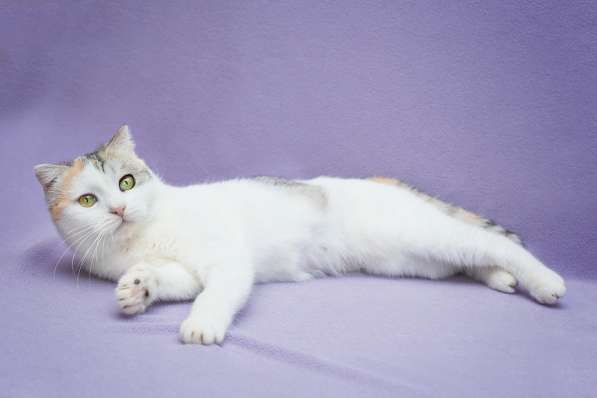 Шотландская вислоухая трехцветная кошечка Клео в дар в Москве фото 3