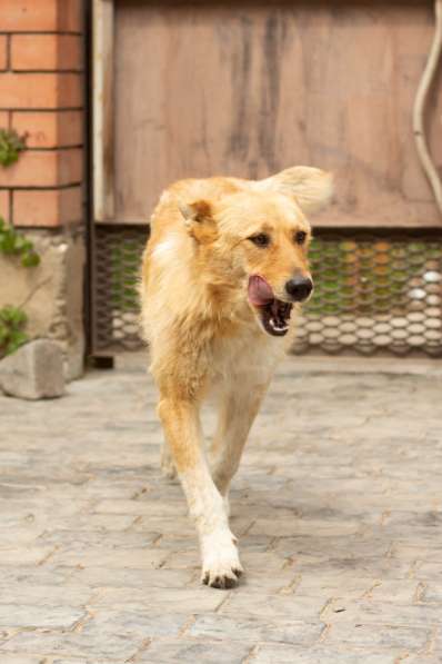 Милая игривая собака-золотинка в Санкт-Петербурге фото 10