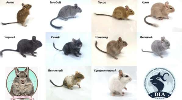 Белочки дегу из питомника в Москве фото 3