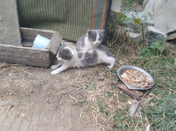 Срочно! Плачущие котята с доставкой в Белгороде