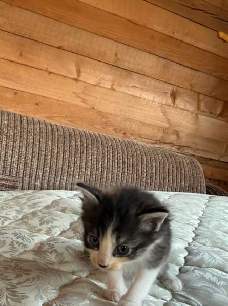 Продам милых девочек в Поронайске