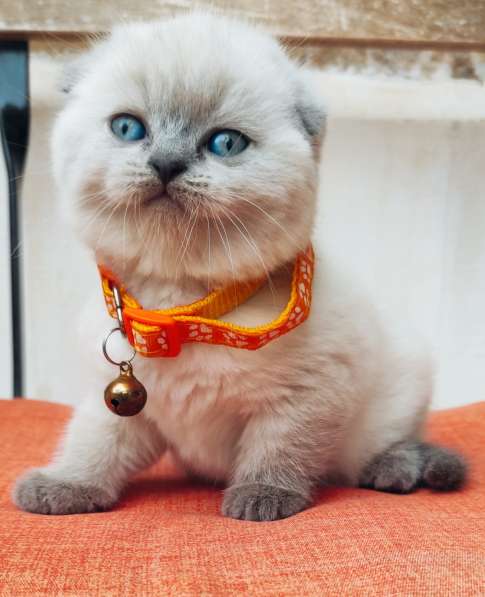 Scottish Fold в 