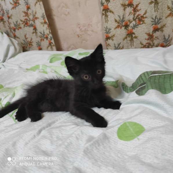 Котята в добрые руки в фото 13