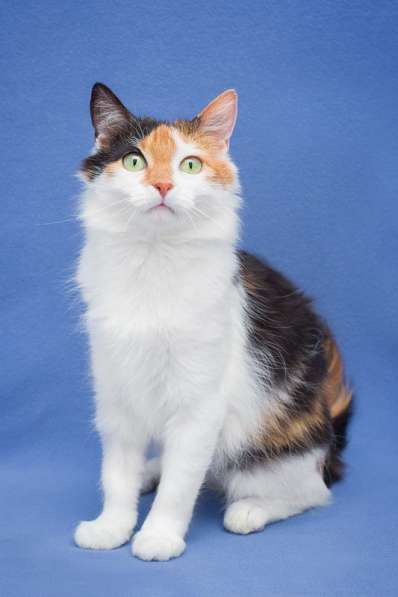 Пушистая трехцветная Ши в дар в Москве фото 3