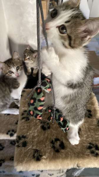 Отдам в добрые руки котят в Сочи фото 3