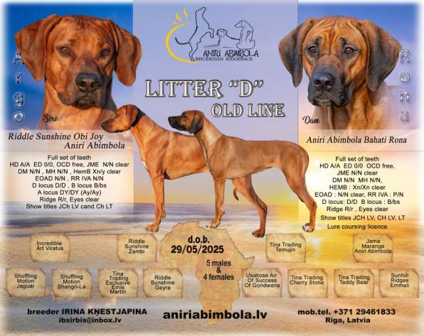 Родезийский риджбек