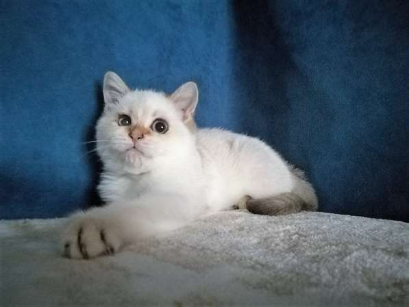 Котик с голубыми глазами