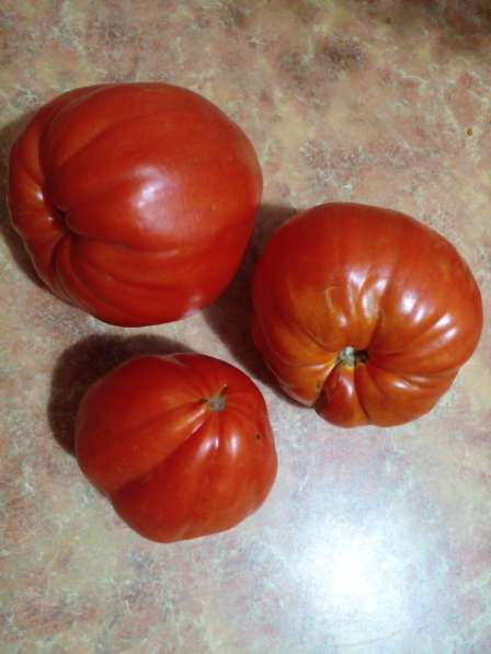 Семена экзотических и урожайных сортов томата