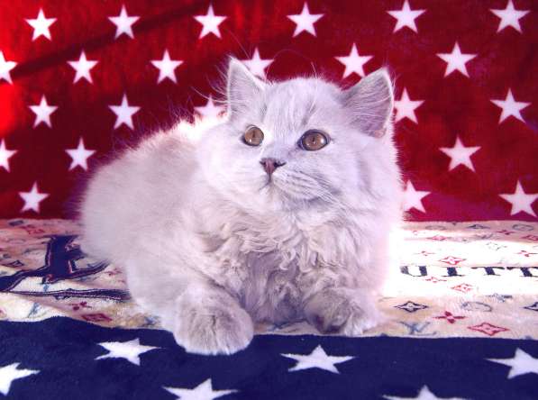 Британский котик хайлендер от чемпионов в Твери фото 4