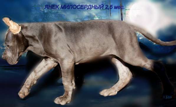 Кобель Немецкого Дога