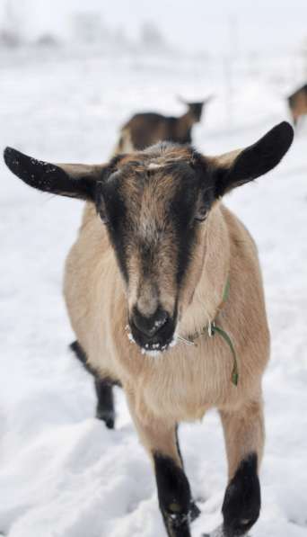 Племенные козы Альпийской породы (Скот из Европы класса Элит в Красноярске фото 7