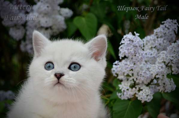 Британские серебристые котята в Омске фото 15