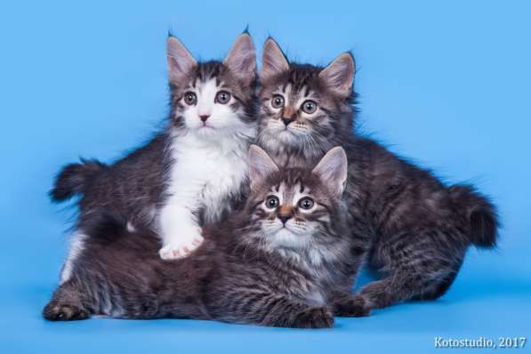 Котята курильского бобтейла в Пензе фото 16