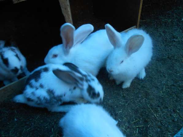 Продам кроликов в Магнитогорске фото 3
