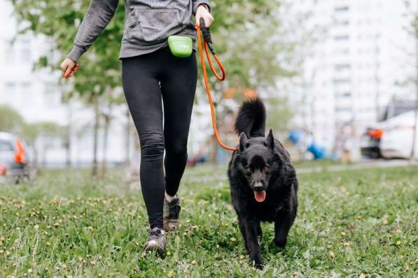 Чак - идеальная собака для любой семьи! в Москве фото 6