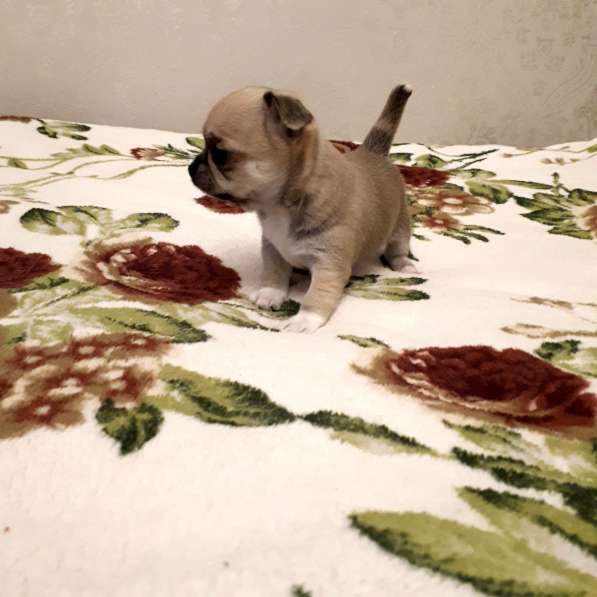 Щенки чихуахуа в Москве фото 19