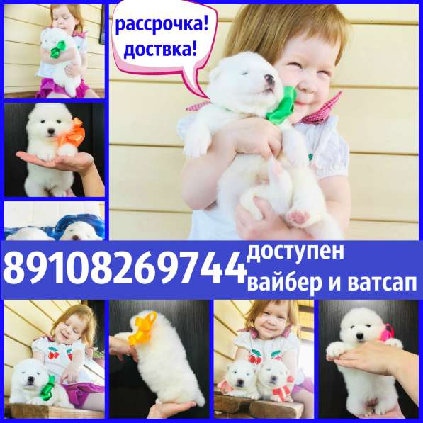 Щеночки самоедской лайки Ми-ми Мишки !!! в Котласе