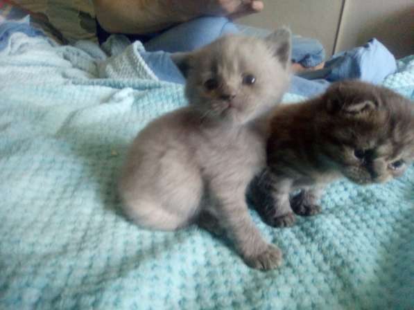 Шотландский денди скоттиш- страйт в Санкт-Петербурге фото 28