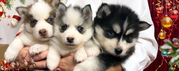 Pomsky Puppys в Санкт-Петербурге