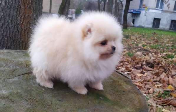 Pomeranian spitz. Mini girl