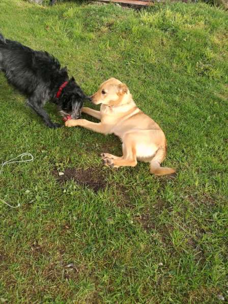 Лайма - щенок подросток ищет дом в Москве фото 16