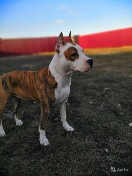 Для ценителей Амстаффтерьера РКФ в Пензе фото 16