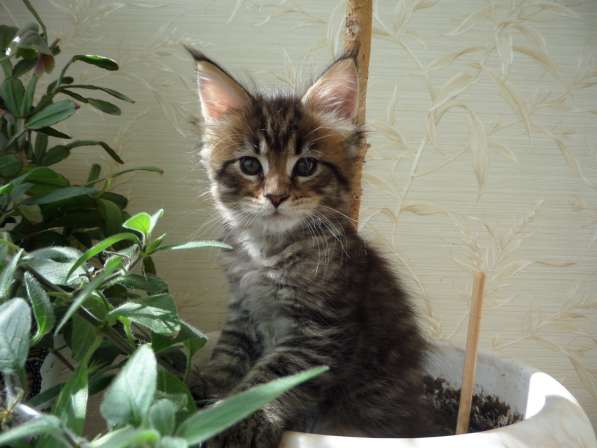 Котята Мейн-кун в Пятигорске фото 6