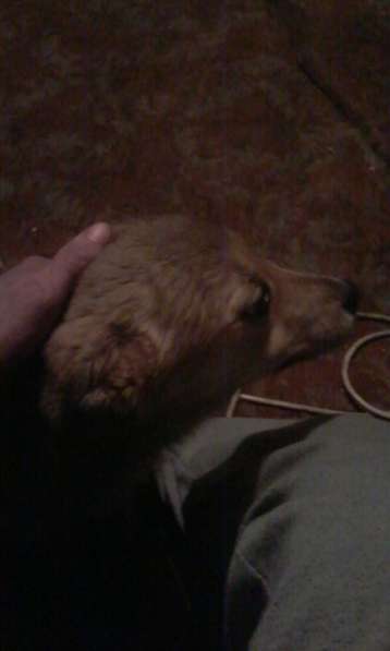 Ваше Счастье - в Наших Руках ! (собаки от МБфондаЗЖ) в фото 9