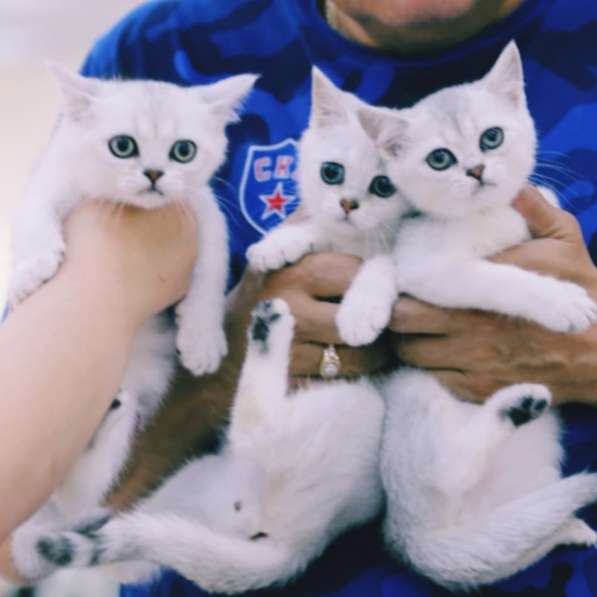 Британские шиншиллы в Санкт-Петербурге