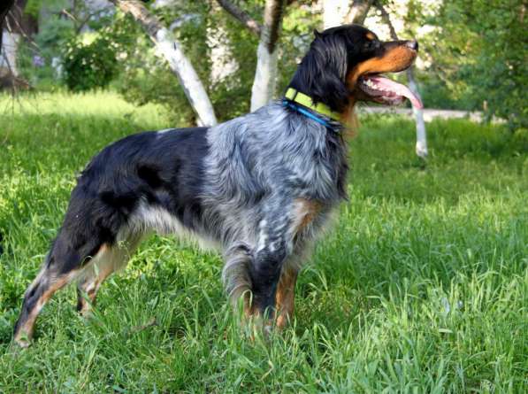 Бретонский эпаньоль - охотничья подружейная собака в фото 3