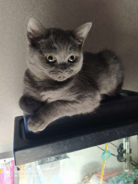 Шотландская кошечка в Кирово-Чепецке фото 4