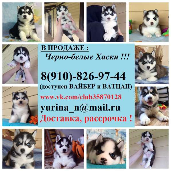 Хаски черно-белые голубоглазые !!!самые очаровательные в Казани