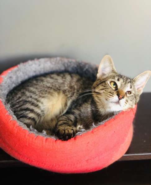 Мурлыка-котенок с дефектом глазика очень ищет дом в Санкт-Петербурге фото 17