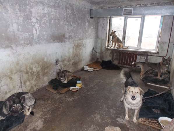 Собачки из приюта ищут дом в Воркуте фото 4