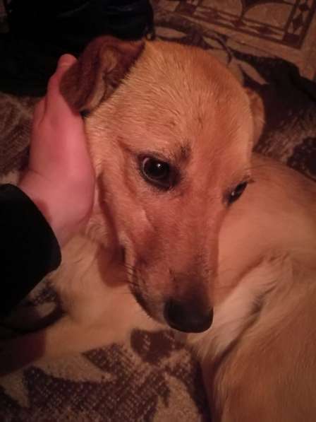 Лайма - щенок подросток ищет дом в Москве фото 11