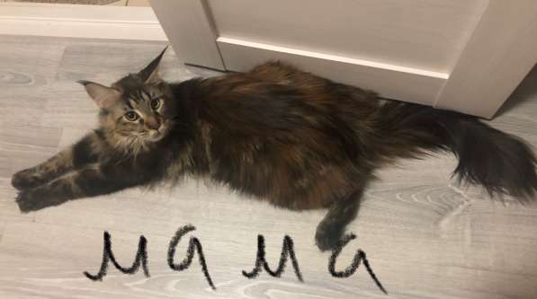 Котята мейн-кун в Новосибирске фото 36